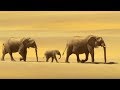 Elephants in the Namib desert - Wild Africa - BBC