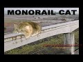 Funny Cute Cats
