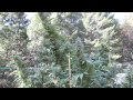 The Weed Nerd Episode 171 Hunters of the Dank Part 7