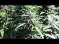 The Weed Nerd Episode 171 Hunters of the Dank Part 7
