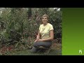 How to garden: Weeding, dead heading and staking gardening basics