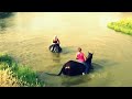 Swimming with horses