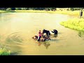 Swimming with horses