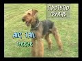 ρατσα σκυλου: air tail terrier