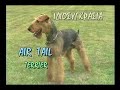 ρατσα σκυλου: air tail terrier