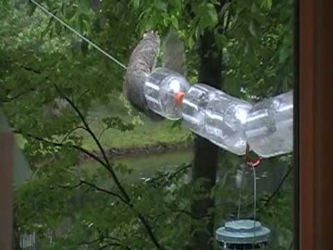 Squirrel on Bird Feeder - and not getting any seeds! - YouTube