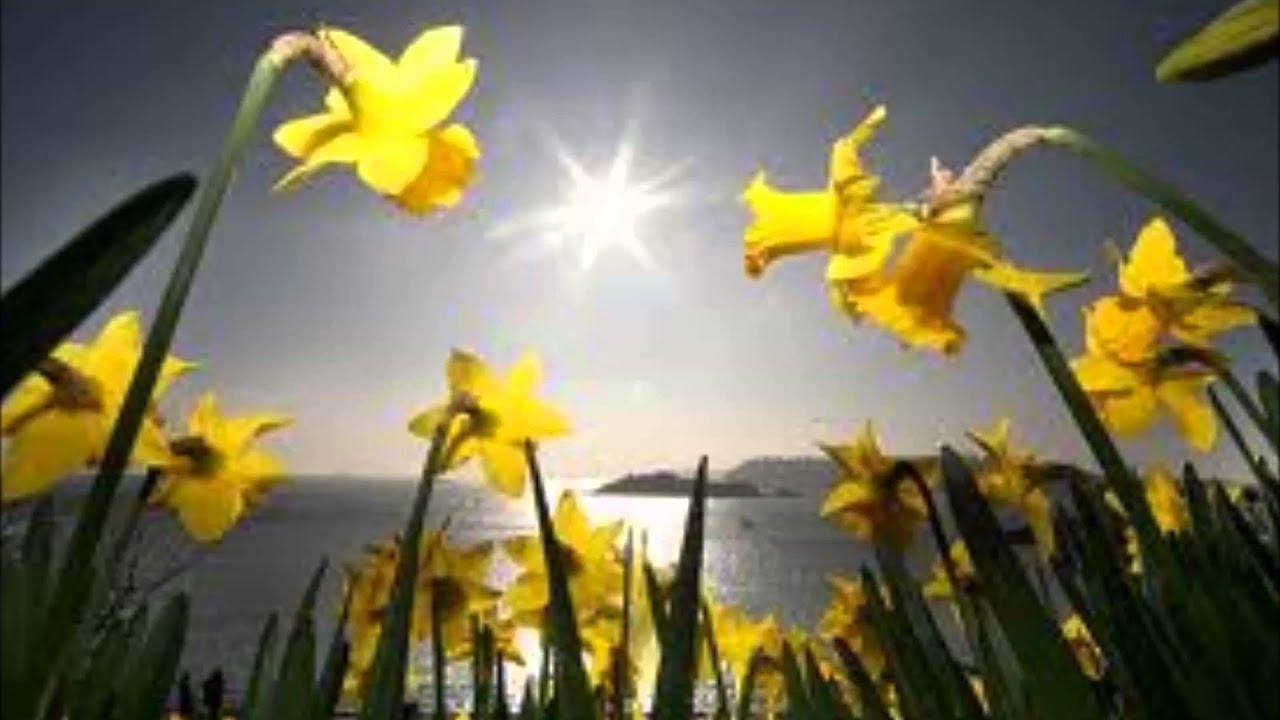 daffodils william wordsworth