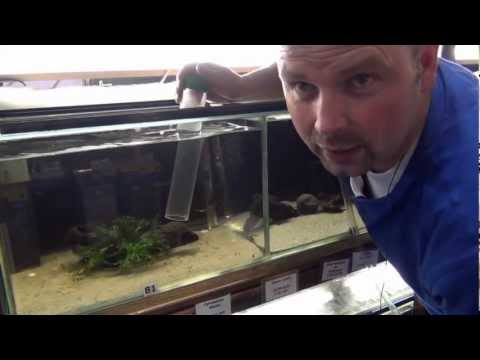 Clean Fish Tank