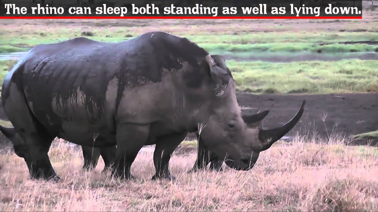 Fun Facts - Rhinoceros - YouTube