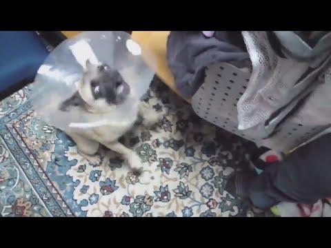 TOP 10 dog barking videos compilation 2020 ♥ Funny dogs - Dog barking sound