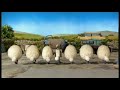 Shaun The Sheep & Flock Dance