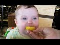 Babies tastes Lemon Compilation #1