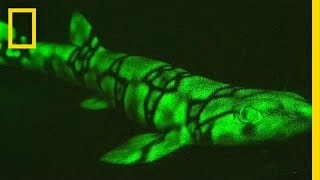 Neon Sharks Caught on Camera