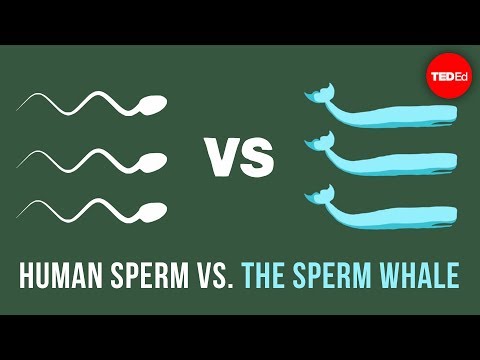 The physics of sperm vs. the physics of sperm whales