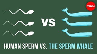 The physics of sperm vs. the physics of sperm whales - Aatish Bhatia