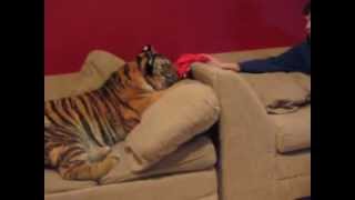 Jonas the tiger at home with me when he was about.