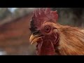 Video clip : The Dub Shepherds - White Chicken 