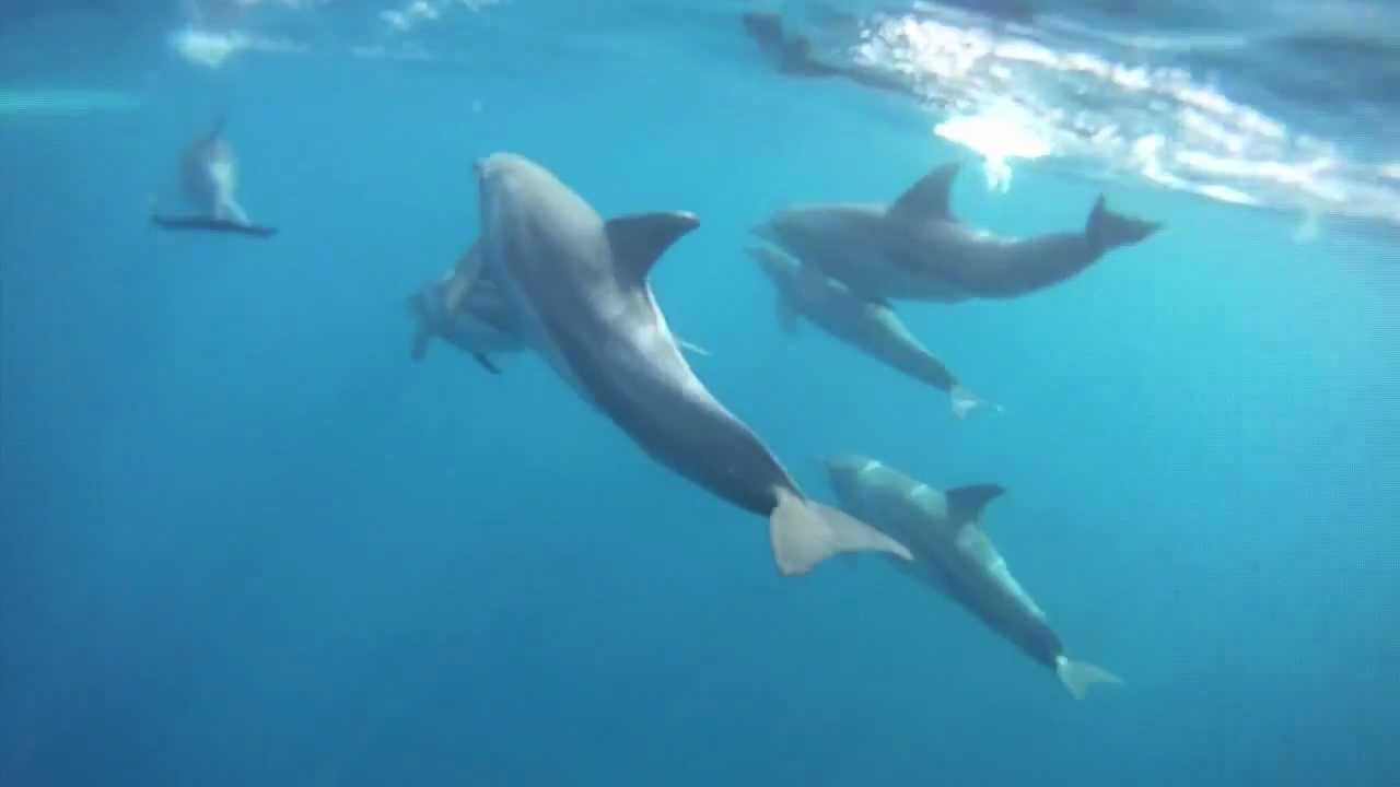 swim with dolphins in zanzibar