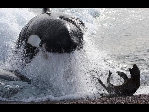 Human EATEN by Man Eating KILLER WHALE!!! - YouTube