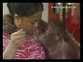 Spot #4: Orang-Utan zerlegt Wohnzimmer