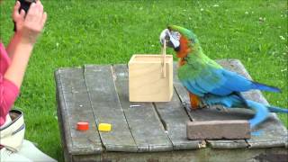 Einstein Bird: Smart Parrot Solves Riddle