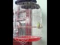 Chào Mào Bạch Đề má trắng hót tiếng dài .