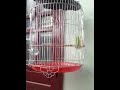 Chào Mào Bạch Đề má trắng hót tiếng dài .