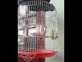 Chào Mào Bạch Đề má trắng hót tiếng dài .