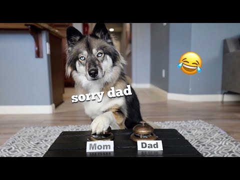 My Huskies Tell Me How They Really Feel..