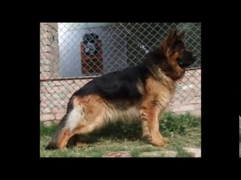rottweiler vs doberman vs german shepherd pitbull vs rottweiler vs german shepherd vs doberman rottweiler vs doberman vs german shepherd pitbull vs rottweiler vs german shepherd vs doberman