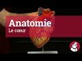 Le coeur