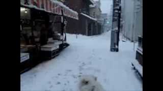 サモエド クローカ 「大雪ワンコラ！」 （samoyed kloka）