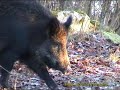 VILDSVIN Wild Buar (Sus scrofa) Klipp - 67