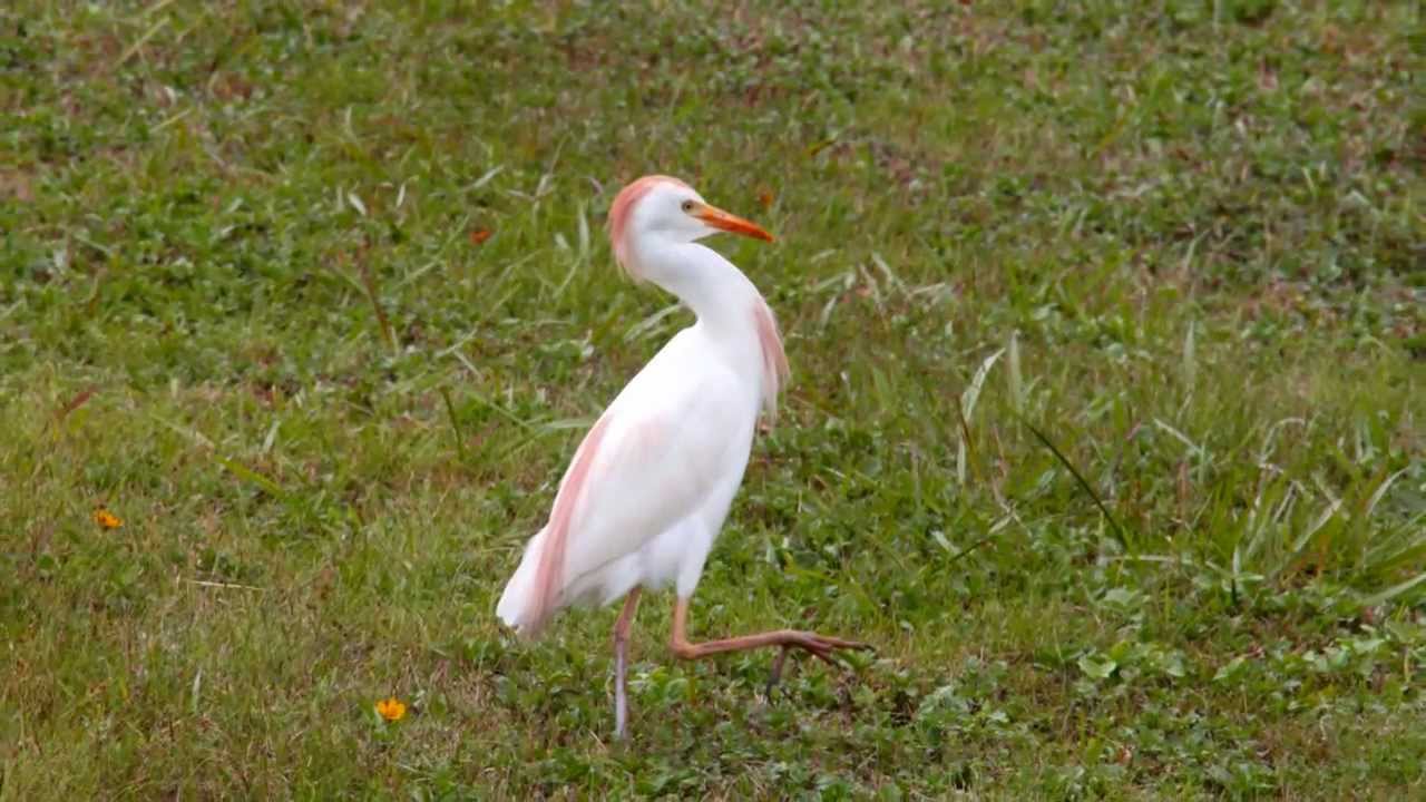 Wildlife of Kauai, Hawaii: Spectacular Birds, Bugs and Marine Life