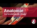 L'articulation du coude