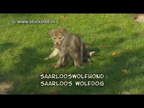 Saarloos+wolfhound+puppies