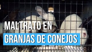 Maltrato en granjas de conejos - Igualdad Animal