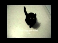 Chris Moyles Spoof: Moggy Thatcher, the Downing Street cat