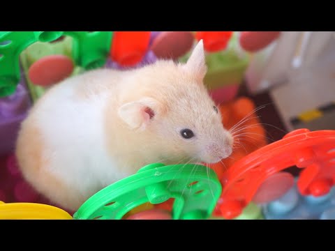 My Funny Pet Hamster in Lego Obstacle Course – Escape from the Castle!