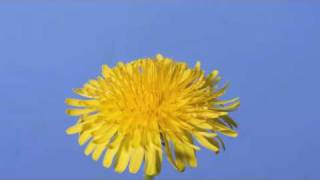 Dandelion Time Lapse Dandelion Time Lapse