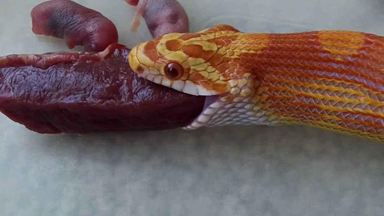 Corn Snake eating beef heart and mice pinkies YouTube