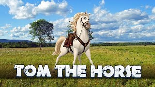 Tom the Horse