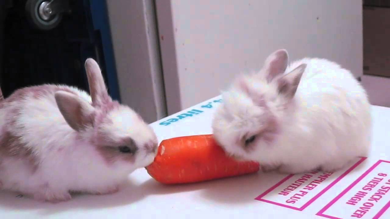 Baby Bunnies Eating A Carrot - YouTube