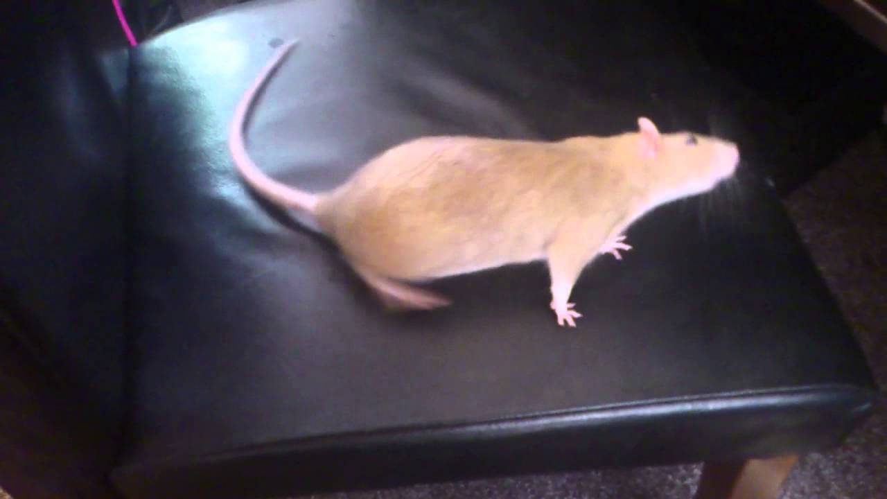 Rat head tilt - Basil