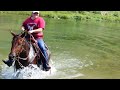 Horses swimming in Buffalo river