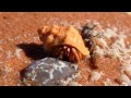 Tiny Hermit Crab Hiding In & Peeping Out From Shell - Broome Beach, Western Australia