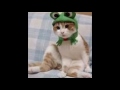 Funny Animals! (And baby in toilet at the end)