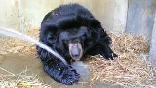 L'Ours du Tibet Viviane après son réveil