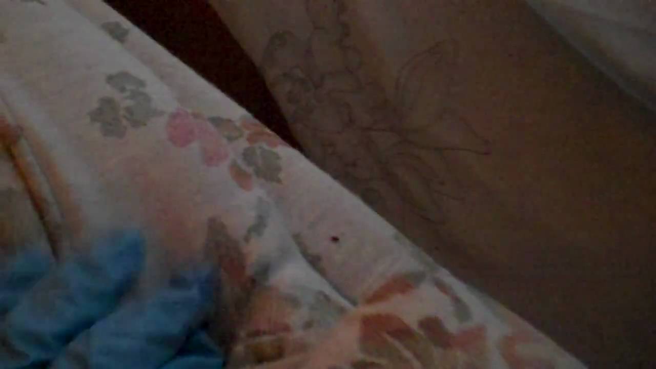 Bed Bugs on Couch - YouTube