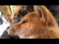 Iyokan shiba et le tram.flv